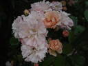 Ditta rose photo