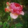 Amandine Chanel ® rose photo