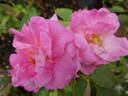 Melrose rose photo