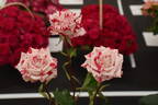 Strawberry Kisses rose photo