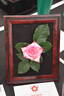 First Choice rose photo