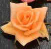 Minnie the Moocher rose photo