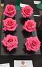 Hot Princess rose photo