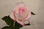 Sunderland Supreme rose photo