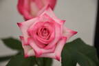 First Choice rose photo