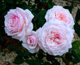 Magnificent Perfume rose photo
