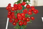 Peter Pan rose photo