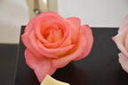 Die Welt ® rose photo