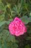 Marie Ducher rose photo