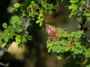 <i>Hesperhodos minutifolius</i> rose photo