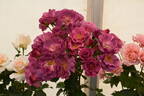 Wild Rover rose photo