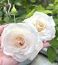 Brindabella Touch of Pink ™ rose photo