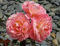 Paul Shirville rose photo