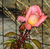 Paul Shirville rose photo