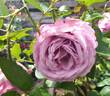 Silver Shadow rose photo
