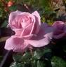Silver Shadow rose photo