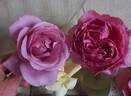 Silver Shadow rose photo