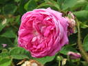 d'Arcet rose photo