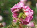 d'Arcet rose photo