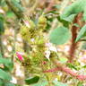 Goethe rose photo
