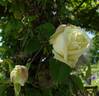Paul's Lemon Pillar rose photo