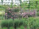 Persian Dawn rose photo