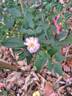 Gaard um Titzebierg rose photo