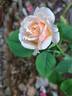 Paul Bocuse ® rose photo