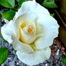 White Princess rose photo