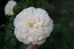 Arthur Beul rose photo