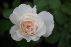 Arthur Beul rose photo