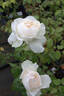 Arthur Beul rose photo