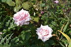 Savoy Hotel rose photo