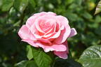 Savoy Hotel rose photo