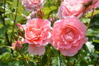 L'Aimant rose photo