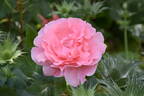 L'Aimant rose photo