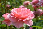 L'Aimant rose photo