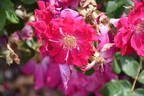 Nur Mahál rose photo