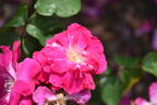 Nur Mahál rose photo