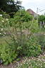 R. sericea pteracantha rose photo