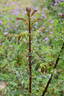 R. primula rose photo