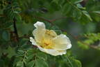 <i>Rosa headleyensis</i> rose photo