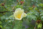 <i>Rosa headleyensis</i> rose photo