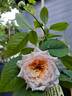 Paul Bocuse ® rose photo