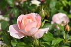 Born Free rose photo