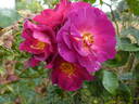 Wild Rover rose photo