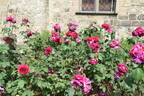 Heathcliff rose photo