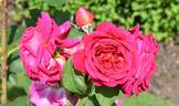 Heathcliff rose photo