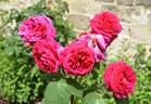 Heathcliff rose photo