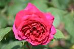 Heathcliff rose photo